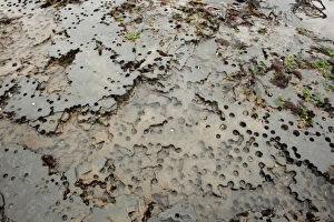 Stones Prints: Piddock (Pholadidae sp. ) bores in soft stone