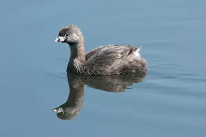 Grebes Prints: Pied-billed Grebe (Podilymbus podiceps antarcticus) adult