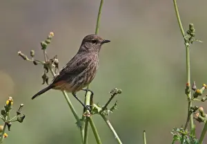 Bush Chat Prints: Pied Bushchat (Saxicola caprata atratus) endemic race