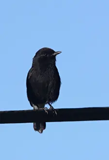 Pied Bushchat (Saxicola caprata atratus) endemic race, adult male, perched on powerline, Sri Lanka, december