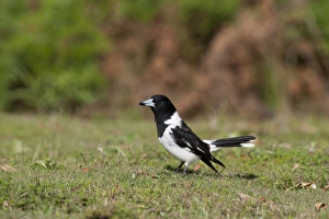Queens Land Prints: Pied Butcherbird (Cracticus nigrogularis) adult