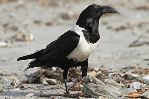 Garbage Prints: Pied Crow (Corvus albus) adult