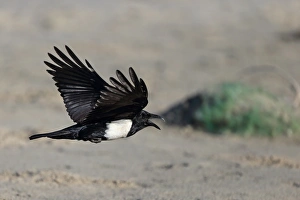 Corvids Prints: Pied Crow (Corvus albus) adult, calling, in flight over beach, Gambia, January
