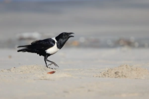 Pied Crow (Corvus albus) adult, calling, standing on beach, Gambia, January