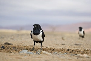 Namibian Prints: Pied Crow (Corvus albus) two adults