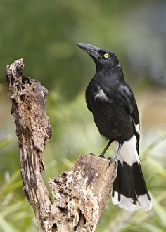 Pied Currawong (Strepera graculina) adult, perched on log, Lamington N. P. Queensland, Australia, October