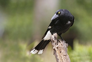 Pied Currawong (Strepera graculina) adult, perched on log, Lamington N. P. Queensland, Australia, October