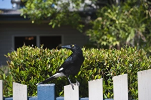 Queens Land Prints: Pied Currawong (Strepera graculina) adult, perched on wooden fence, Queensland, Australia