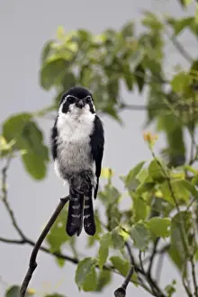 Falcon Prints: Pied Falconet (Microhierax melanoleucos) adult male