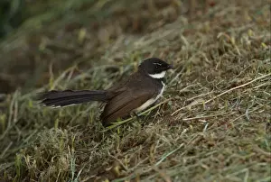Fan Tail Prints: Pied Fantail (Rhipidura javanica longicauda) adult