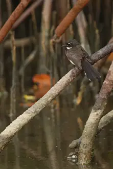 Pied Fantail (Rhipidura javanica longicauda) adult, perched on mangrove root over water, Thailand, february