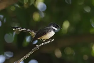 Pied Fantail (Rhipidura javanica longicauda) adult, perched on twig, Kaeng Krachan N. P. Thailand, november