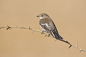 Fly Catcher Prints: Pied Flycatcher (Ficedula hypoleuca) adult female