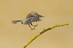 Pied Flycatcher (Ficedula hypoleuca) adult female, autumn migrant, in flight, landing on twig, Northern Spain, september