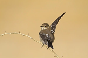 Pied Flycatcher (Ficedula hypoleuca) adult female, autumn migrant, with raised wing, perched on twig, Northern Spain, september
