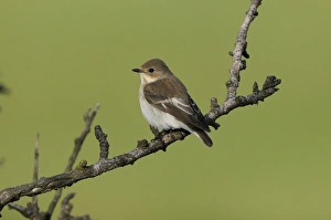 Pied Flycatcher (Ficedula hypoleuca) adult female, perched on twig, Lemnos, Greece, May