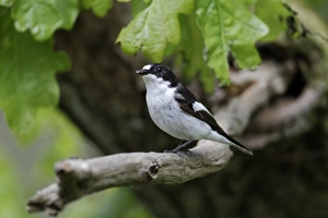 Fly Catcher Prints: Pied Flycatcher (Ficedula hypoleuca) adult male