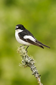 Pied Flycatcher (Ficedula hypoleuca) adult male, perched on lichen covered twig, Gilfach Farm Nature Reserve