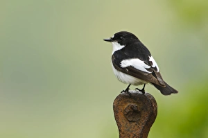 Pied Flycatcher (Ficedula hypoleuca) adult male, perched on rusting farm equipment, Gilfach Farm Nature Reserve