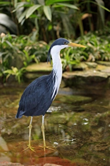 Heron Prints: Pied Heron (Ardea picata) adult, standing in shallow water (captive)