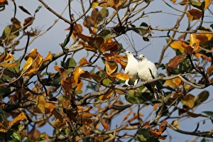 Pigeon Prints: Pied Imperial-pigeon (Ducula bicolor) adult pair