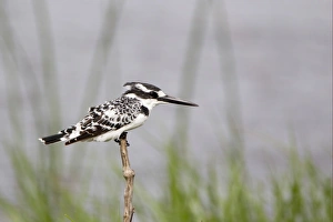 Kingfishers Prints: Pied Kingfisher (Ceryle rudis) adult, perched on stick, Okavango Delta, Botswana