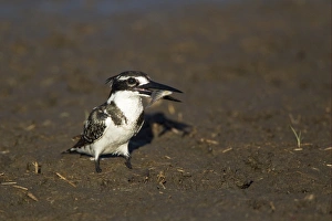 Pied Kingfisher (Ceryle rudis) adult, with fish prey in beak, standing on mud, Okavango Delta, Botswana