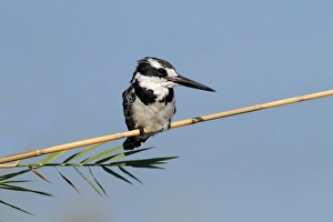 Kingfishers Prints: Pied Kingfisher (Ceryle rudis) adult female, perched on stem, Okavango Delta, Botswana