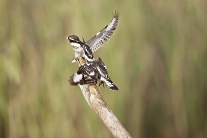 Aggression Prints: Pied Kingfisher (Ceryle rudis) two adult females, fighting on branch, Gambia, February