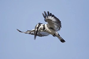 Kingfishers Prints: Pied Kingfisher (Ceryle rudis) adult male