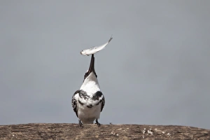 Pied Kingfisher (Ceryle rudis) adult male, tossing up caught fish prey, Gambia, February