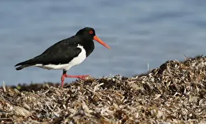 Strandlines Prints: Pied Oystercatcher (Haematopus longirostris) adult
