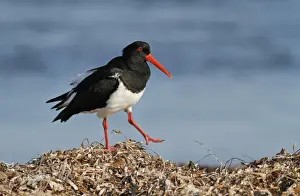 Pied Oystercatcher (Haematopus longirostris) adult, foraging amongst stranded seaweed on seashore, Western Australia