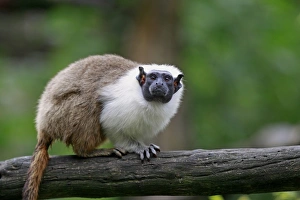 Primates Prints: Pied Tamarin (Saguinus bicolor) adult, standing on branch (captive)