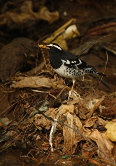 Pied Thrush (Zoothera wardii) adult male, feeding amongst rubbish in stream, Victoria Park, Nuwara Eliya, Sri Lanka, december