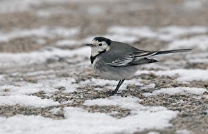 Wagtails Prints: Pied Wagtail (Motacilla alba yarrellii) adult, standing in snow, England, january