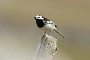 Pied Wagtail (Motacilla alba yarrellii) adult, singing, perched on post, Yorkshire, England, april