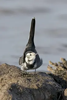 Pied Wagtail (Motacilla alba yarrellii) adult female, lifting tail in display towards male