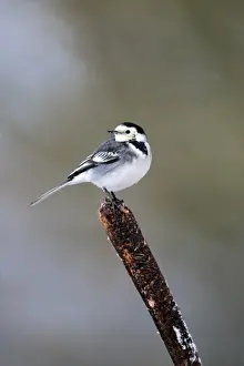 Pied Wagtail (Motacilla alba yarrellii) adult female, perched on reedmace in snow, Midlands, England, december