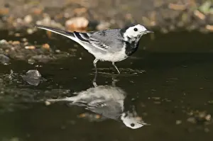 Pied Wagtail (Motacilla alba yarrellii) adult female, drinking at puddle with reflection, Norfolk, England, april
