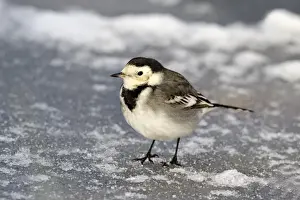 Pied Wagtail (Motacilla alba yarrellii) adult female, standing on ice, Midlands, England, december