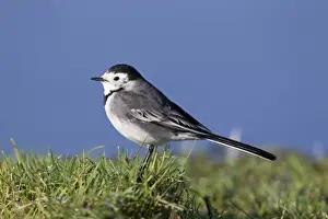 Pied Wagtail (Motacilla alba yarrellii) adult female, standing on grass, Suffolk, England, November