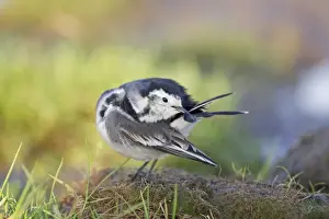 Pied Wagtail (Motacilla alba yarrellii) adult female, preening tail feather, Suffolk, England, December
