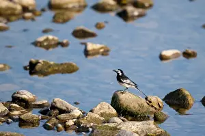 Wensleydale Prints: Pied Wagtail (Motacilla alba yarrellii) adult male