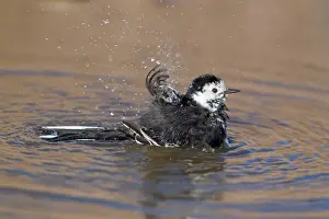 Splash Prints: Pied Wagtail (Motacilla alba yarrellii) adult male