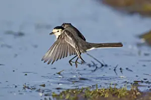 Pied Wagtail (Motacilla alba yarrellii) adult male, winter plumage, with insect prey in beak, taking off from pond