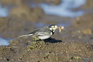 Pied Wagtail (Motacilla alba yarrellii) adult male, winter plumage, with moth prey in beak, standing on mud, Suffolk