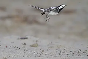 Pied Wagtail (Motacilla alba yarrellii) adult male, in flight, feeding on insects over beach, Northern Ireland