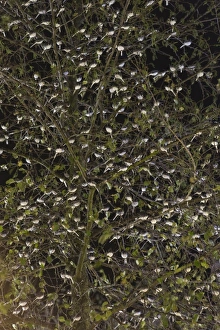Centres Prints: Pied Wagtail (Motacilla alba yarrellii) flock