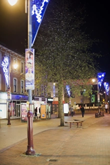 Pied Wagtail (Motacilla alba yarrellii) flock, roosting in tree at night, in urban shopping centre habitat, Kent, England, december